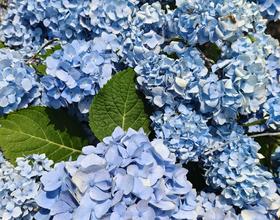 绣球花，玉蝉花，蔷薇花…[图]