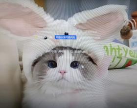 小可爱[图]