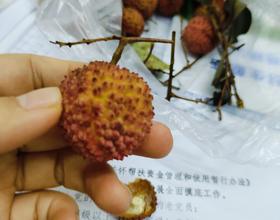 桂味[图]