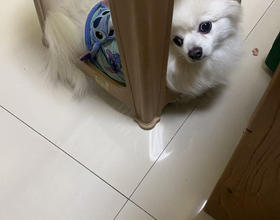 板凳🐶[图]
