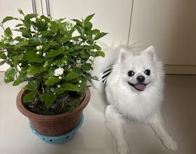此茉莉非彼茉莉[图]