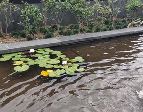 水莲[图]