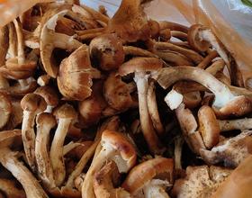 早市上很多卖🍄滴，野生🍄大丰收！在早市上溜达滴对象也淘了一袋子回来 🤭[图]