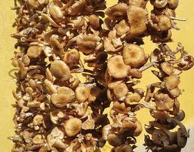 野生蘑菇🍄，串起来晒晒。[图]