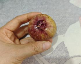 甜甜的[图]