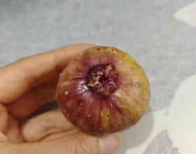 无花果好吃😋[图]