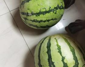 西瓜[图]