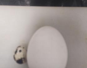 鹅蛋跟鹌鹑蛋比🤭[图]