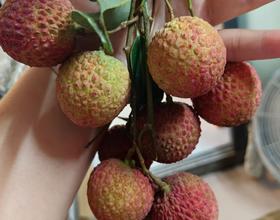 🍒🍒[图]
