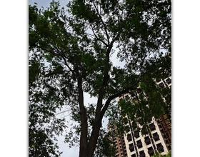 【友友们早上好】[图]