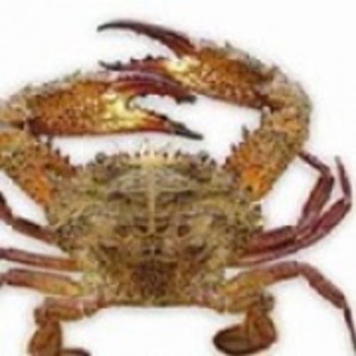 石蟹[图]
