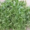 穿心莲的做法大全[图]