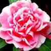 牡丹花的做法大全[图]