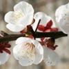 白梅花的做法大全[图]