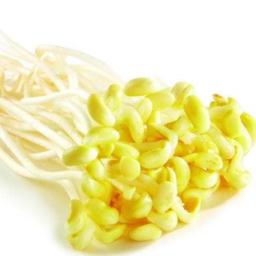 黄豆芽[图]