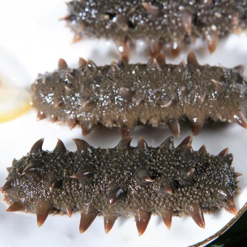 海参[图]
