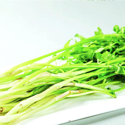 水芹菜[图]