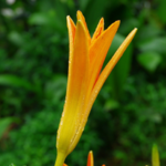 黄花[图]