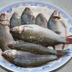 小鲫鱼[图]