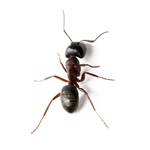 黑蚂蚁[图]