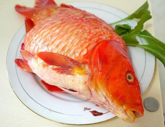 荷包红鲤鱼