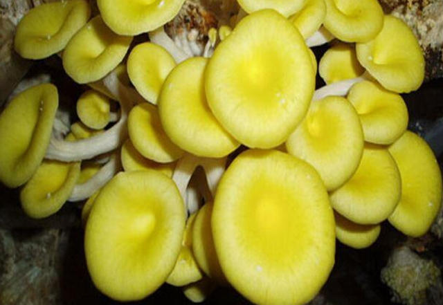 黄金菇