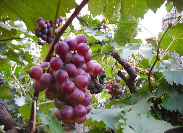 吐鲁番葡萄