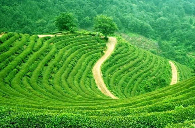 南涧绿茶